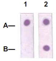 PAB12754 - STAT3