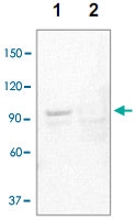 PAB12754 - STAT3