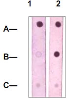 PAB12755 - STAT4