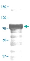 PAB12755 - STAT4