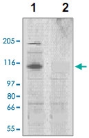 PAB12761 - CORIN