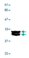 PAB12763 - ERK2