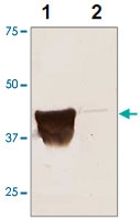 PAB12767 - DYKDDDDK Epitope Tag