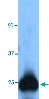 PAB12768 - GFP