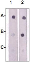 PAB12770 - Tyrosine-protein kinase JAK2