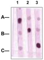 PAB12771 - POU2F1 / OCT1