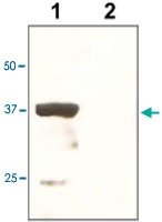 PAB12773 - OCT3/4