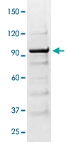 PAB12782 - STAT1
