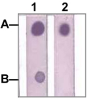 PAB12783 - STAT1