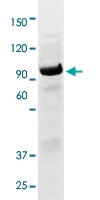 PAB12783 - STAT1