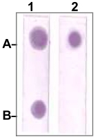 PAB12784 - STAT3
