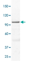 PAB12784 - STAT3