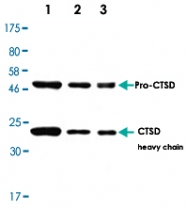 PAB12789 - Cathepsin D