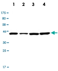 PAB12792 - Actin beta / ACTB