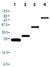 PAB12797 - GST-Tag