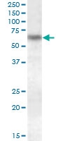 PAB12812 - Granulins (GRN)