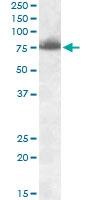 PAB12816 - Delta-like protein 1