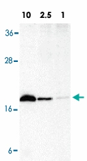 PAB12822 - CD253 / TRAIL