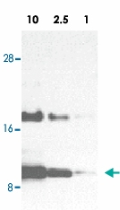 PAB12824 - Eotaxin / CCL11