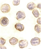 PAB12829 - DAXX