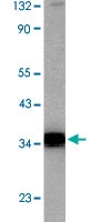 PAB12831 - CD264 / TRAILR4