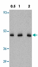 PAB12834 - Fractalkine / CX3CL1