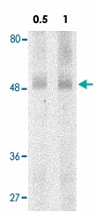 PAB12835 - GPR15