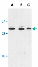 PAB12843 - RYBP