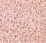 PAB12843 - RYBP