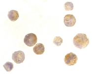 PAB12862 - CD267 / TACI
