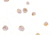 PAB12865 - TP53AIP1