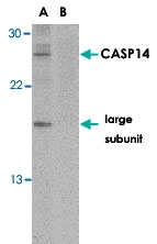 PAB12873 - Caspase-14
