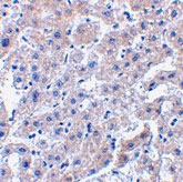 PAB12873 - Caspase-14