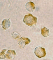 PAB12877 - NDEL