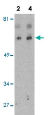 PAB12881 - Bcl-2-like 13