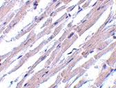 PAB12881 - Bcl-2-like 13