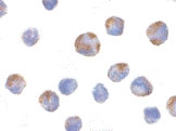 PAB12885 - CARD7 / NLRP1