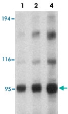 PAB12885 - CARD7 / NLRP1