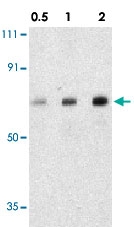 PAB12886 - AATF
