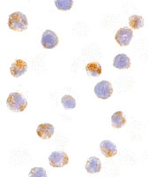 PAB12893 - AICDA / AID