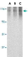 PAB12895 - NLRC4