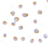 PAB12902 - Bcl-2-like 10