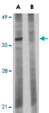 PAB12902 - Bcl-2-like 10