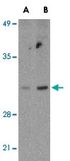 PAB12903 - Bcl-2-like 14