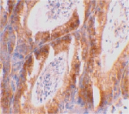 PAB12903 - Bcl-2-like 14
