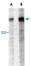 PAB12904 - Cullin-9