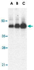 PAB12908 - Caspase-12