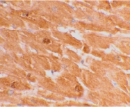 PAB12908 - Caspase-12