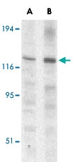 PAB12909 - Caspase-12