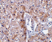 PAB12909 - Caspase-12